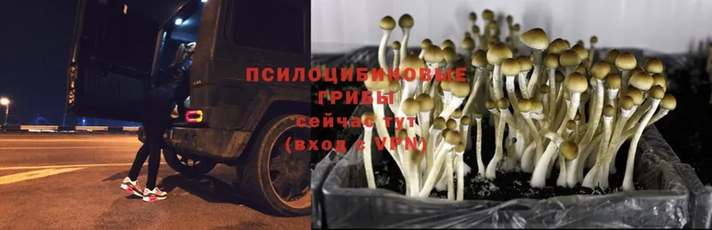 Галлюциногенные грибы Psilocybine cubensis  продажа наркотиков  Заречный 